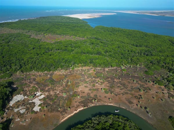 Manguezal do Delta do Parnaiba: Fauna, Flora e Como Visitar